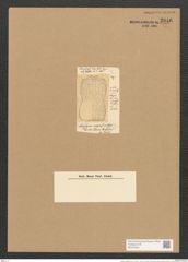 Amphora magnifica Grev. (de-Toni-Nr.: Genus 36, Species 1590) Zeichnungen Sammlung Grunow Nr. 3046 (NHMW-BOT-W0370442)